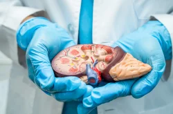Doctor holding a cross section model of a kidney