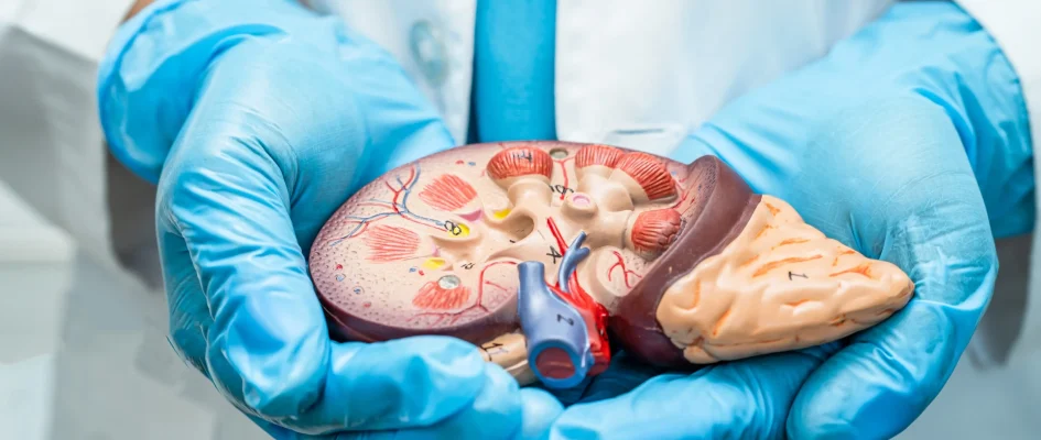 Doctor holding a cross section model of a kidney