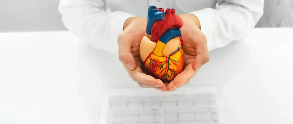 Doctor holding model of a heart with EKG scans on the table below