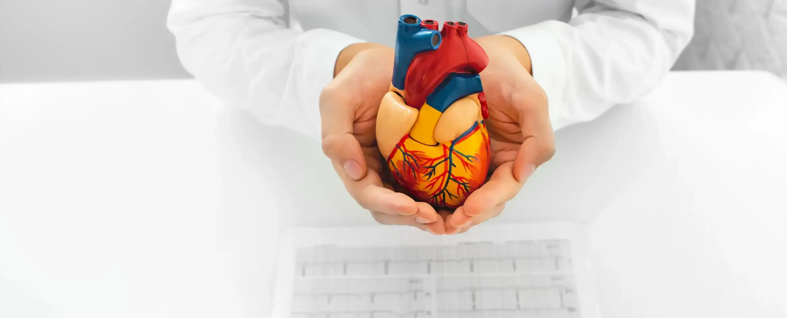 Doctor holding model of a heart with EKG scans on the table below