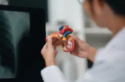Docotor looking at model of a heart