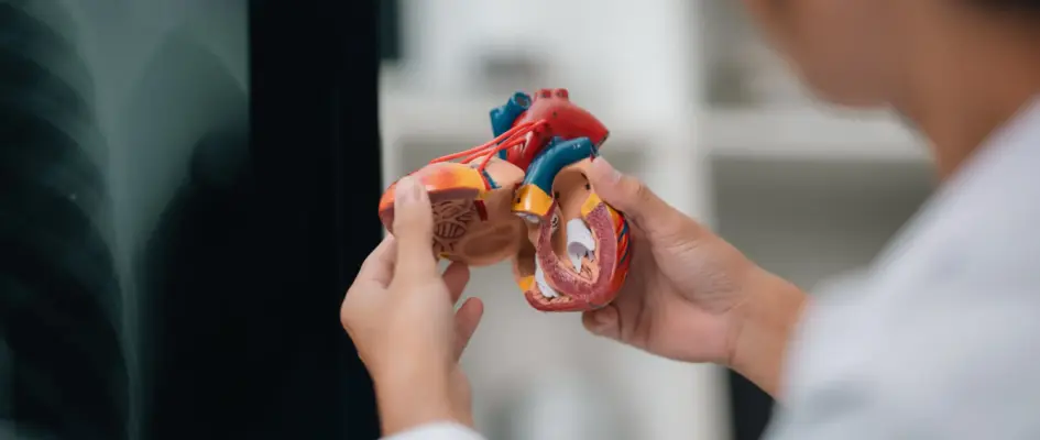 Docotor looking at model of a heart