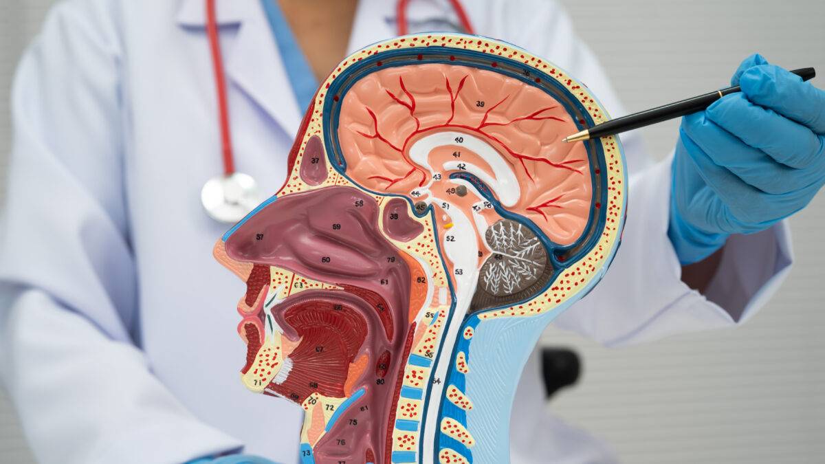 Asian doctor with half head and neck with vessels model.