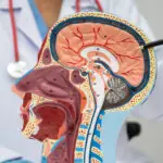 Asian doctor with half head and neck with vessels model.