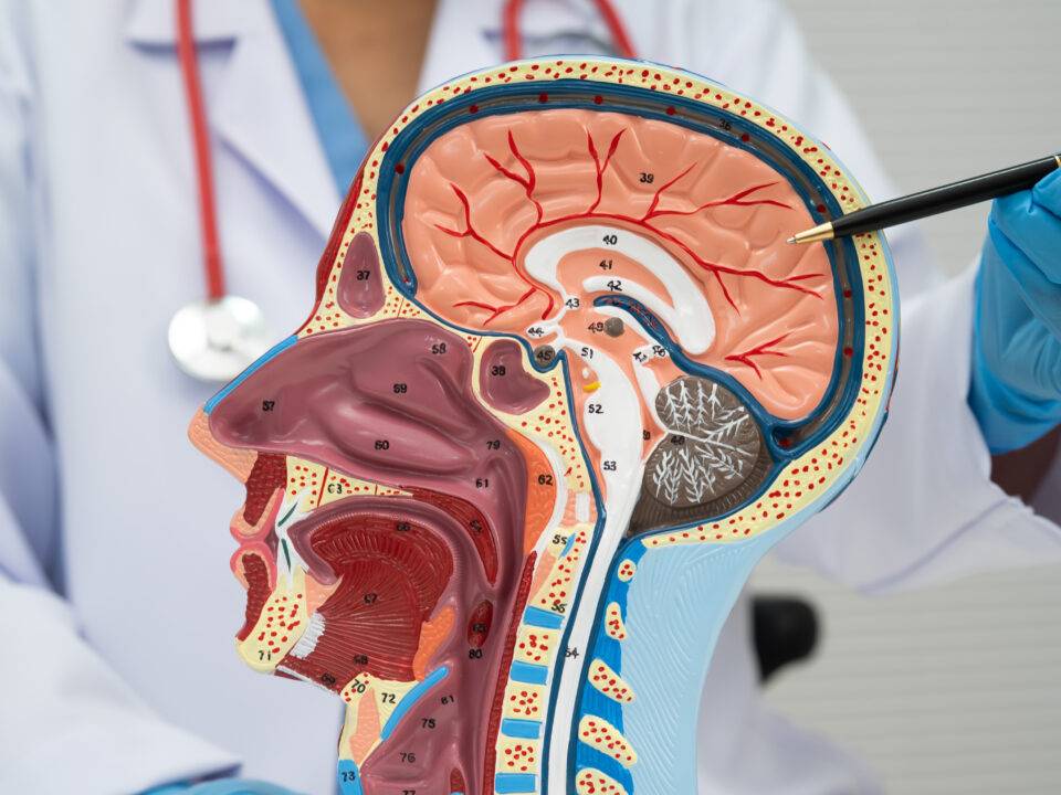 Asian doctor with half head and neck with vessels model.
