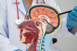 Asian doctor with half head and neck with vessels model. Asian doctor with half head and neck with vessels model.
