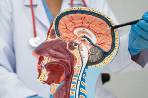Asian doctor with half head and neck with vessels model. Asian doctor with half head and neck with vessels model.