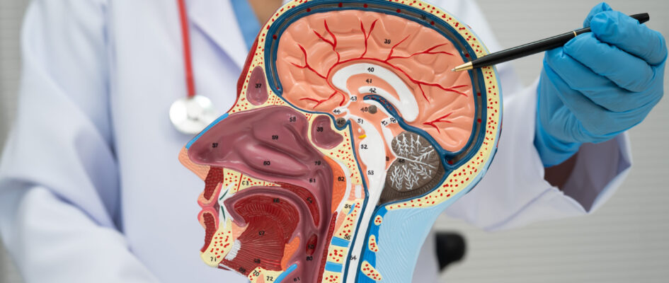 Asian doctor with half head and neck with vessels model. Asian doctor with half head and neck with vessels model.